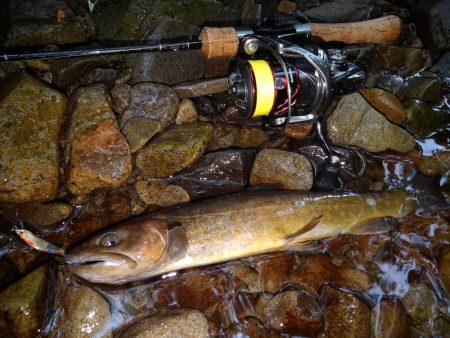 渓流ミノーイングで尺イワナ２本